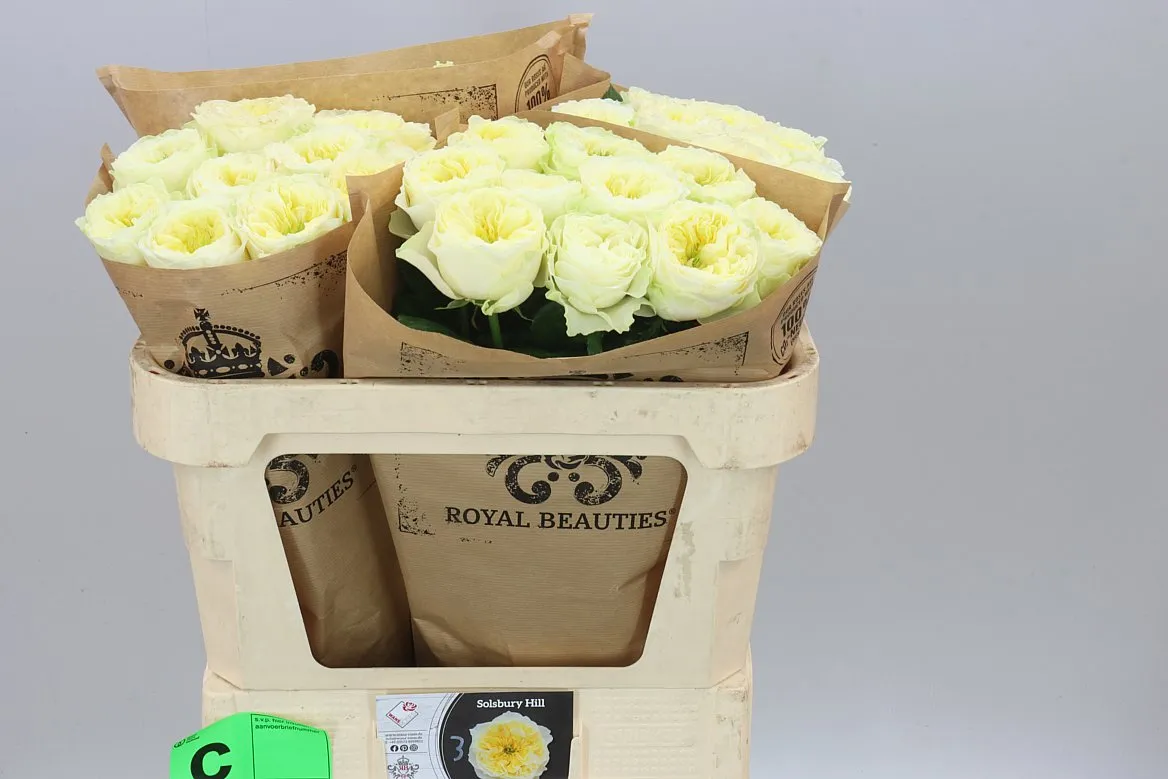 Rosa Gar Solsbury Hill • 70 cm