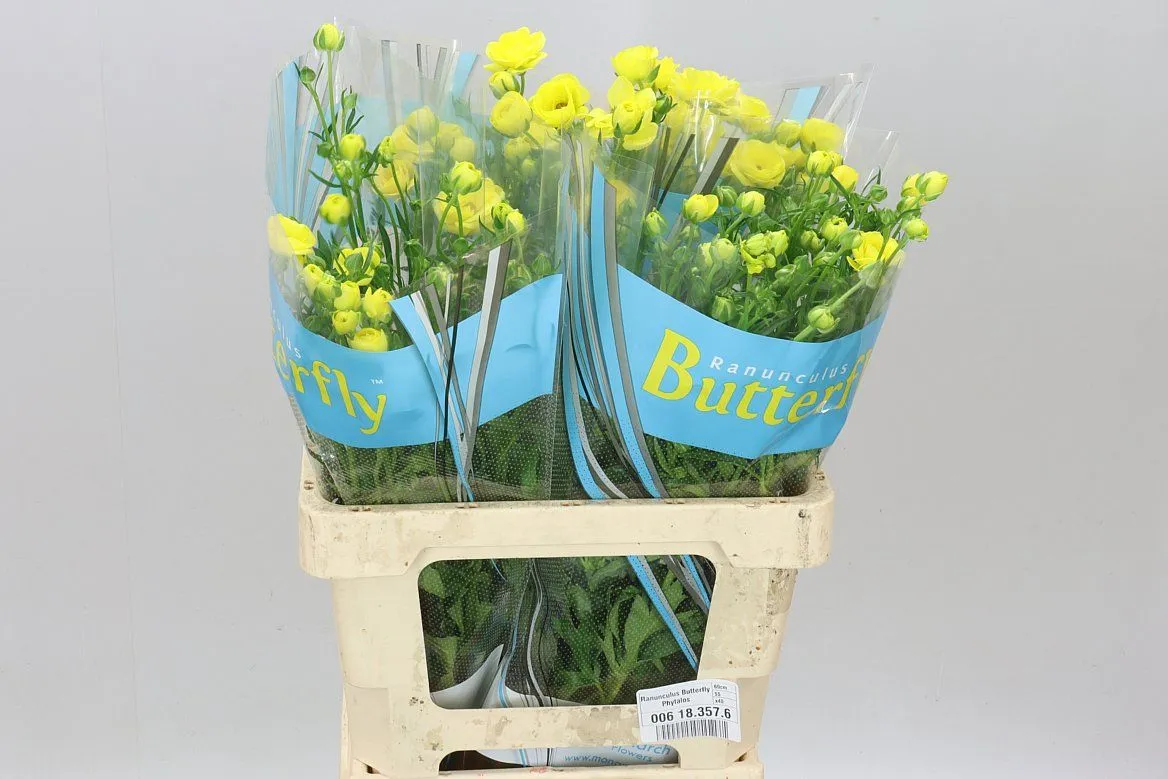 Ranuncul Butterfly Phytalos • 60 cm