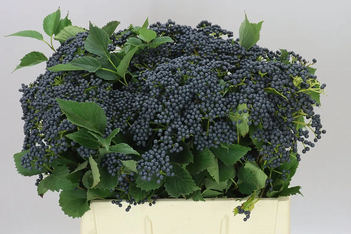Viburnum Dark Blue Hermania • 60 cm
