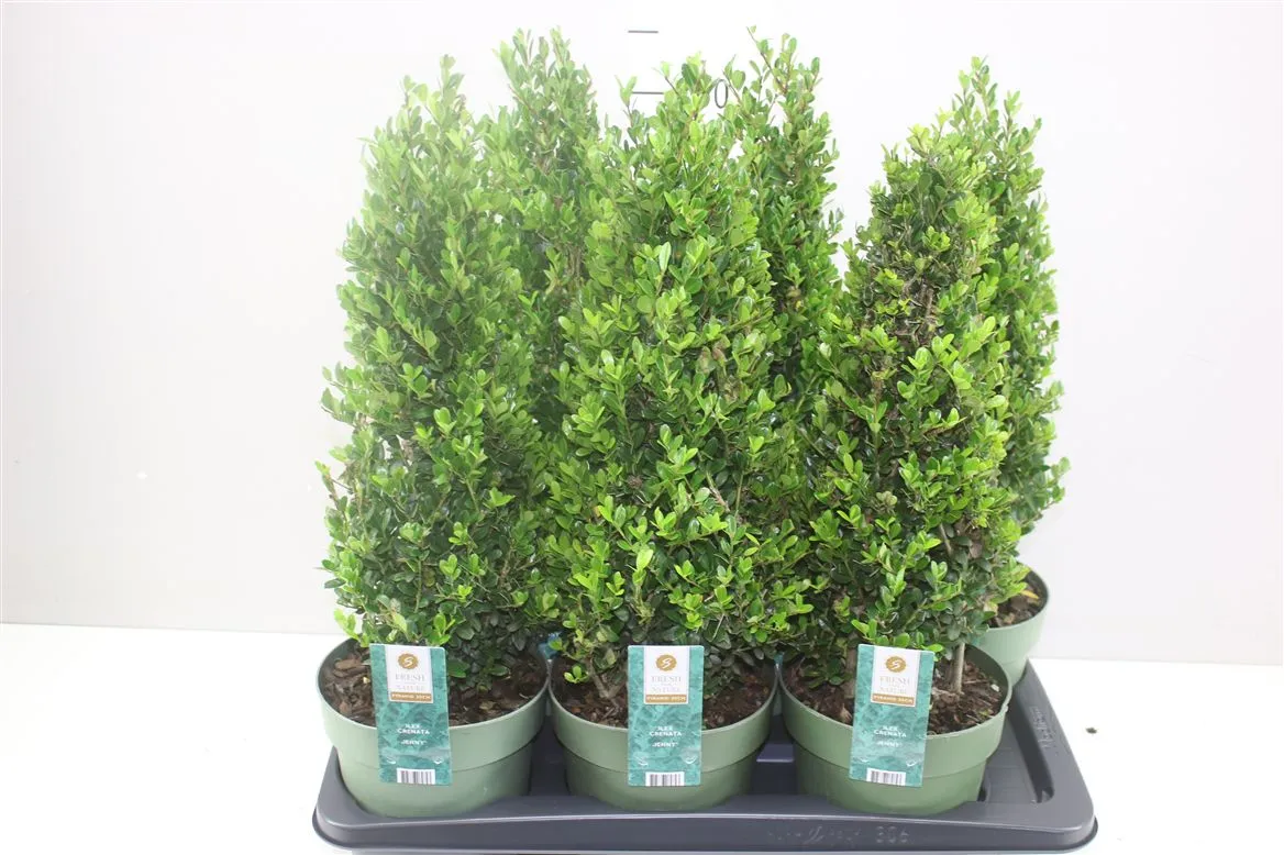 Ilex Crenata Jenny Pyramide • črepník 17 cm