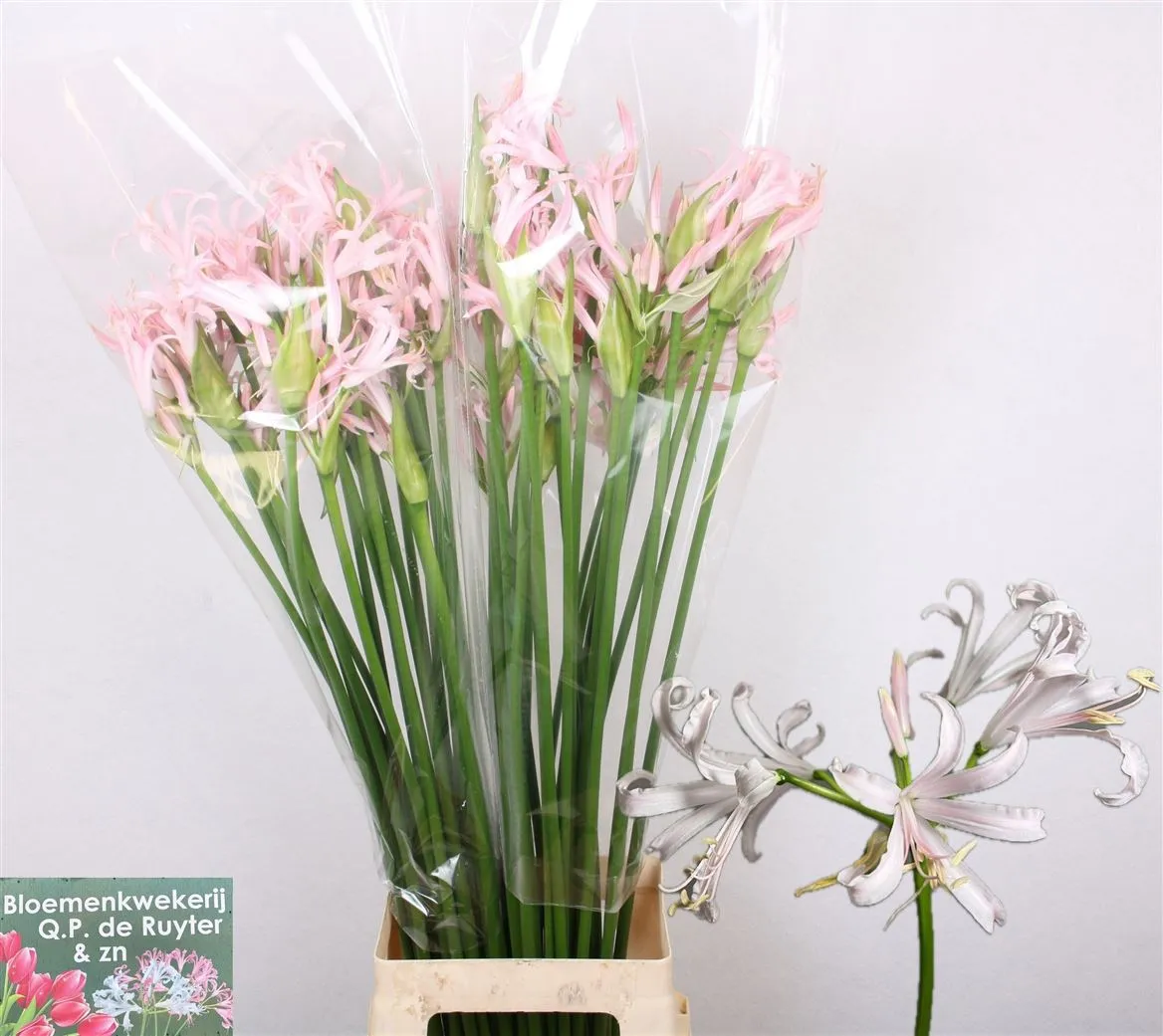 Nerine Bo Sofie Artistic • 75 cm