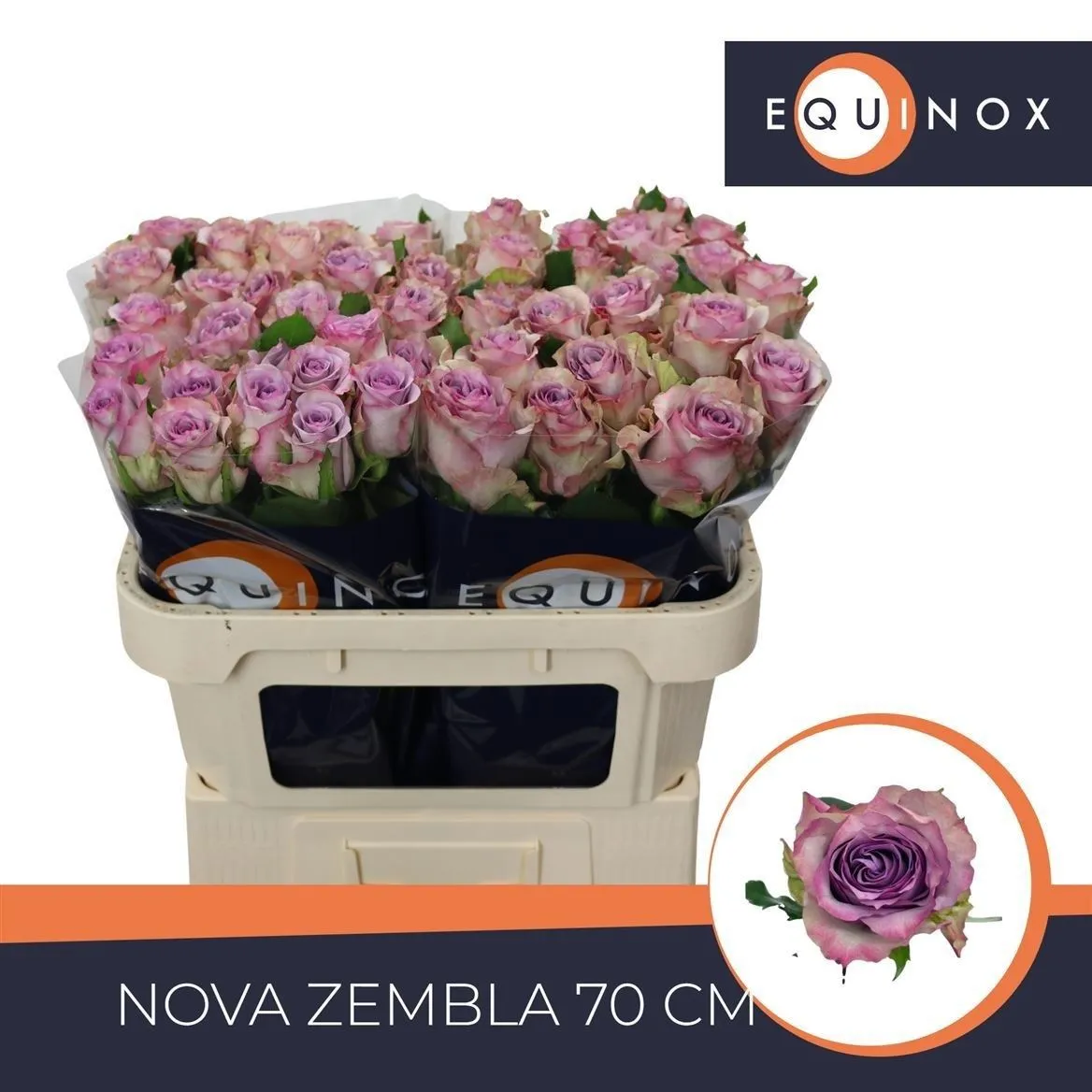 Ruža Nova Zembla+ • 70 cm