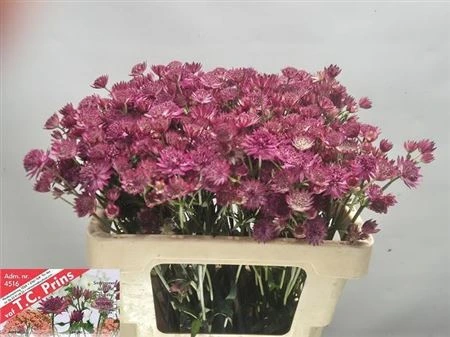 Astrantia Rosita • 55 cm