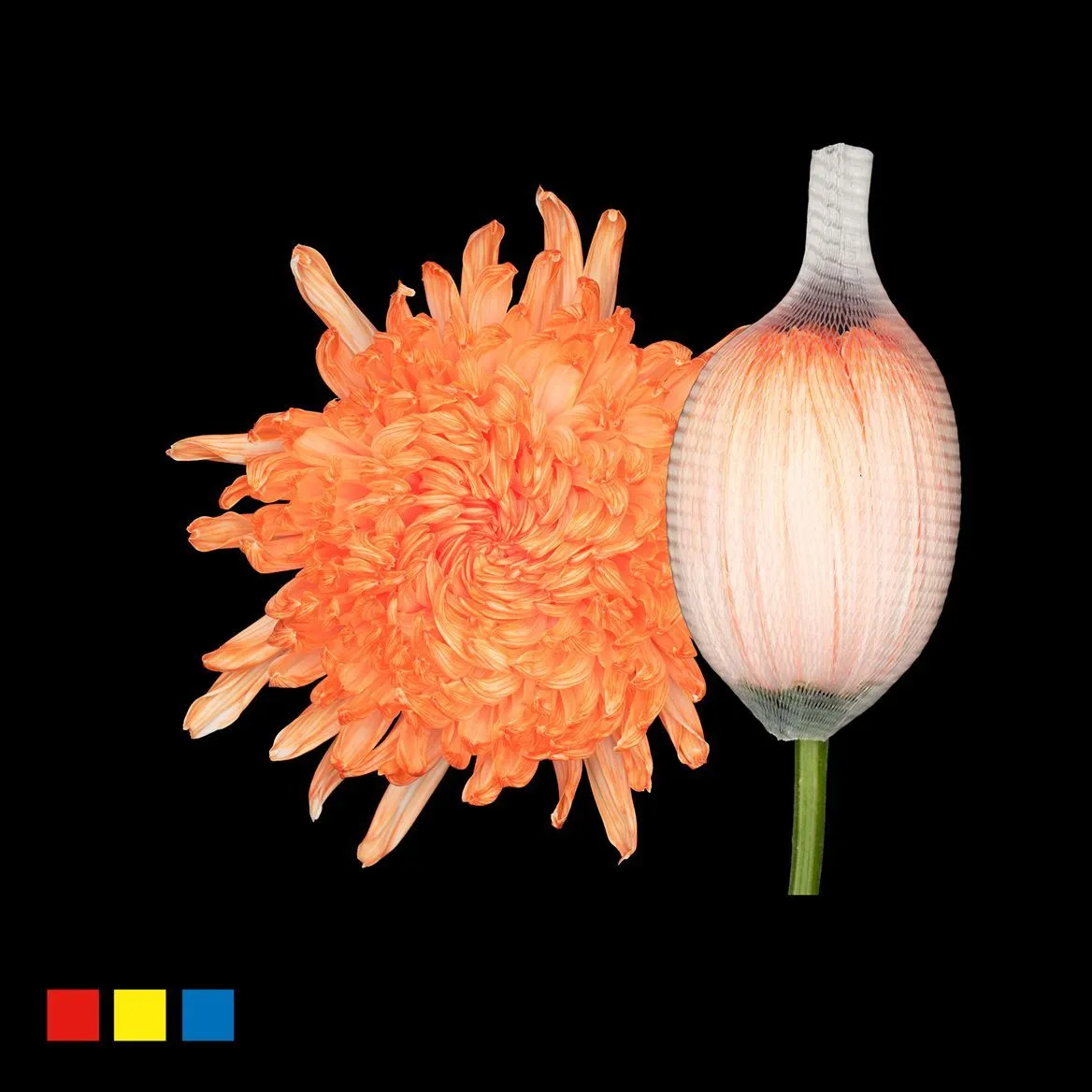 Chryzantéma veľkokvetá Stravina Pastel Orange • 70 cm