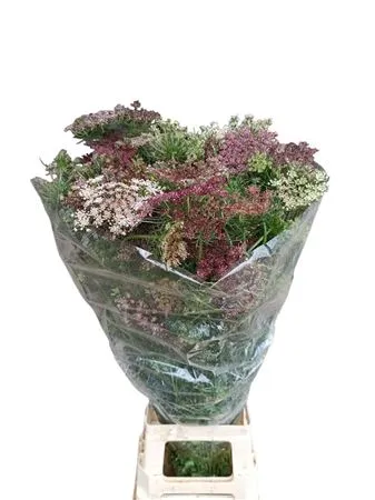 Ammi Daucus Carota Dara • 100 cm