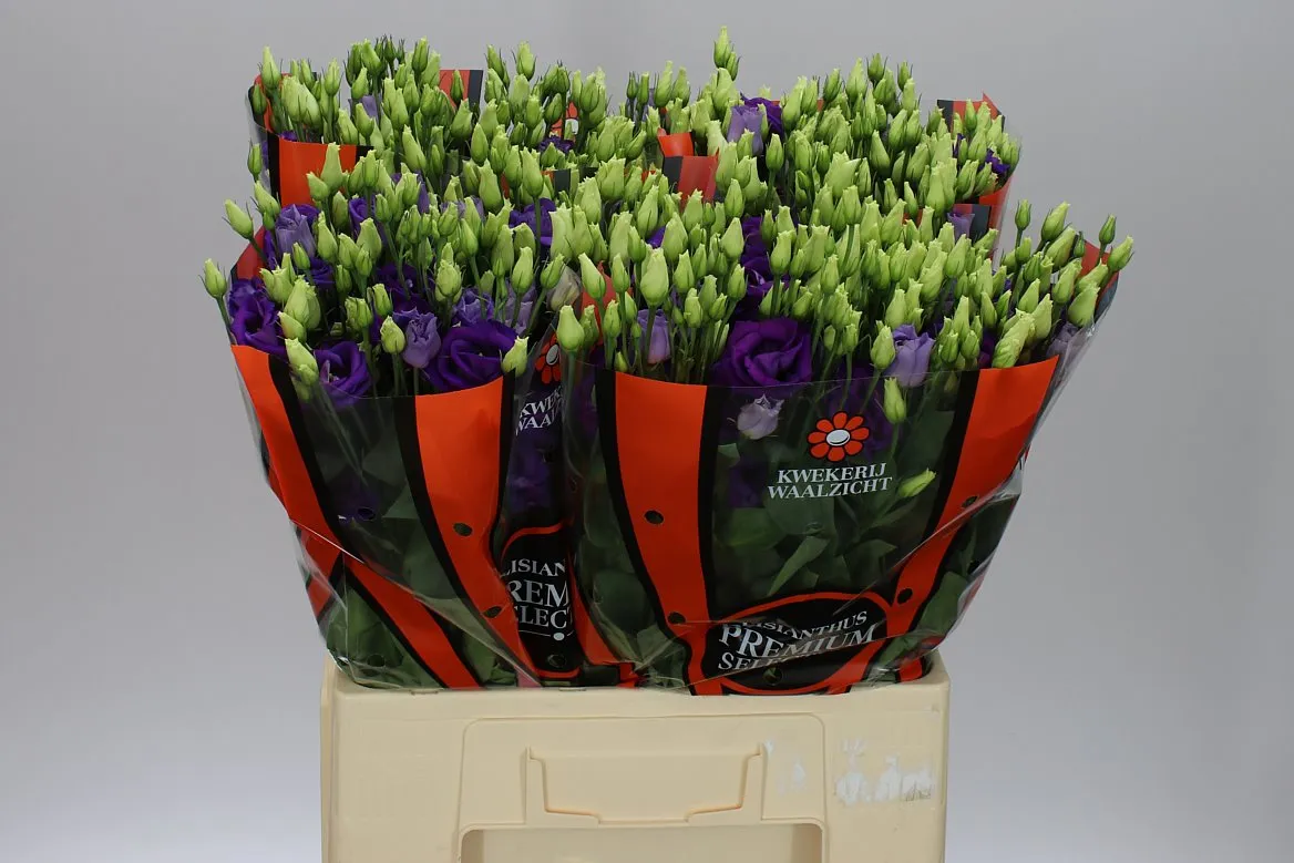 Eustóma plnokvetá Rosita Blue • 70 cm