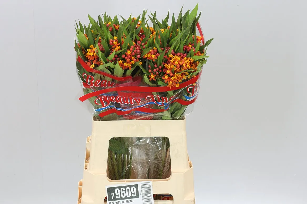 Asclepias Serenade Orange • 60 cm