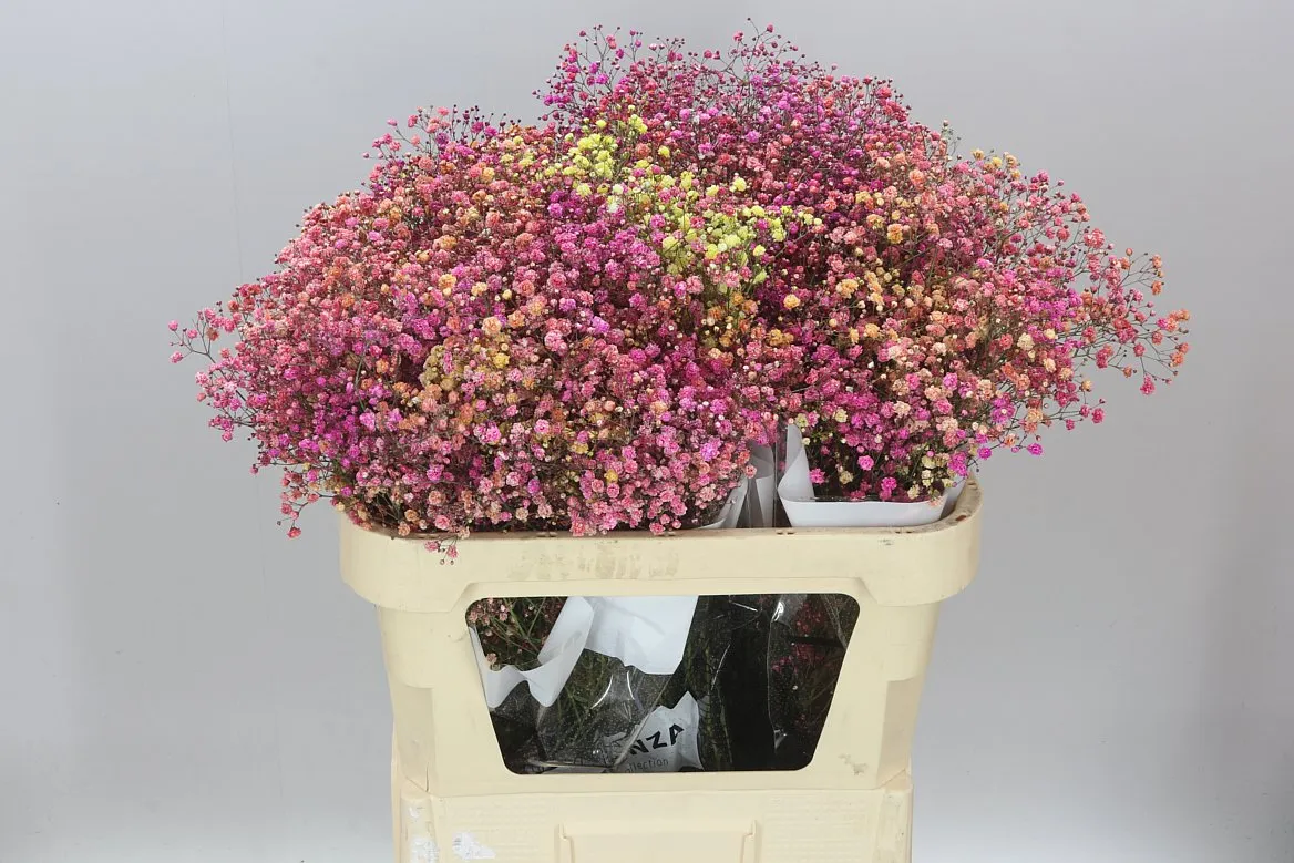 Gypsofila Xlence farbená Rose Down • 80 cm