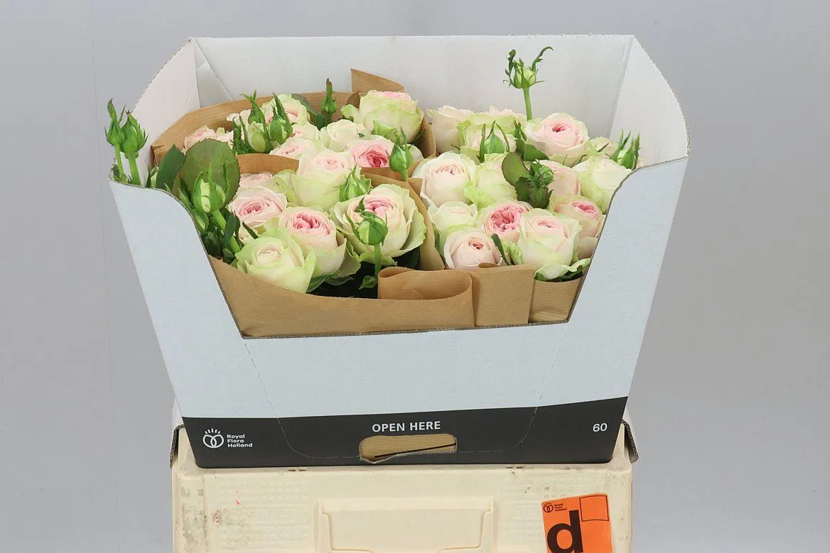 Rosa Tr Balleri Summerh • 60 cm