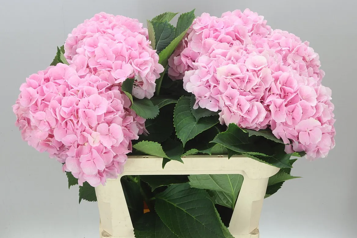 Hyd Verena Pink Pale • 80 cm