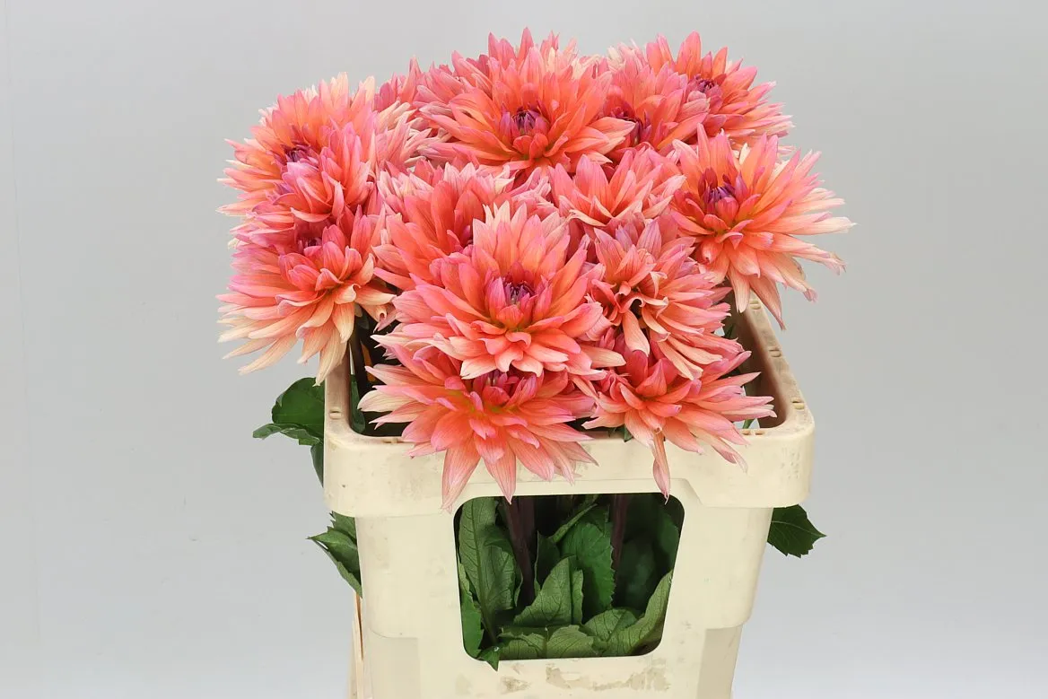 Dahlia Val D' Isere • 60 cm