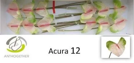 Anth Acura