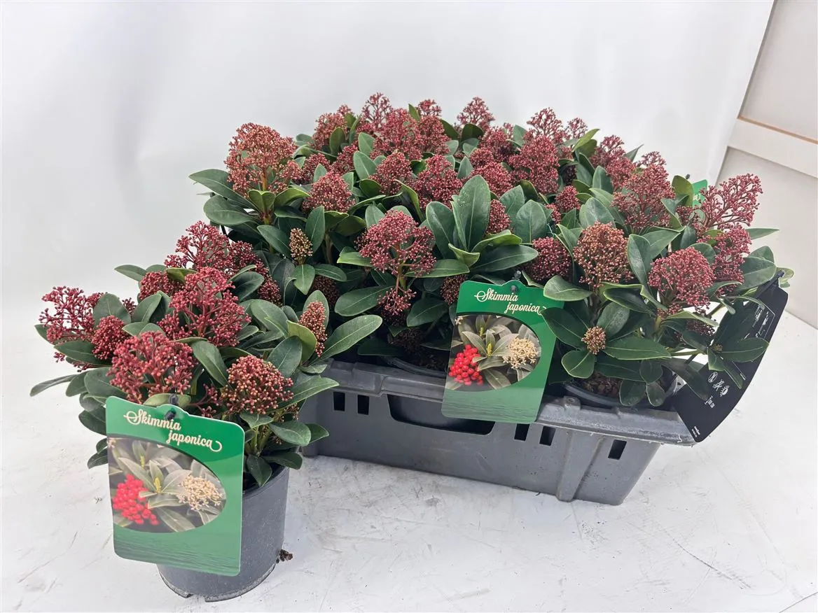 Skimmia Sensation 7+ • črepník 15 cm