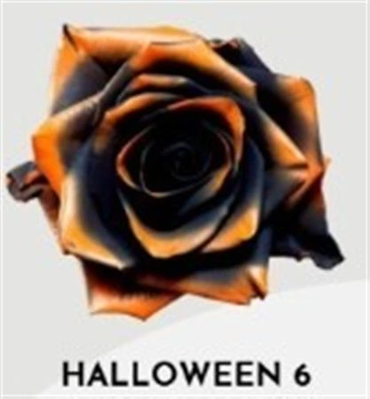 Ruža farbená Halloween 6, Ekvádor • 50 cm