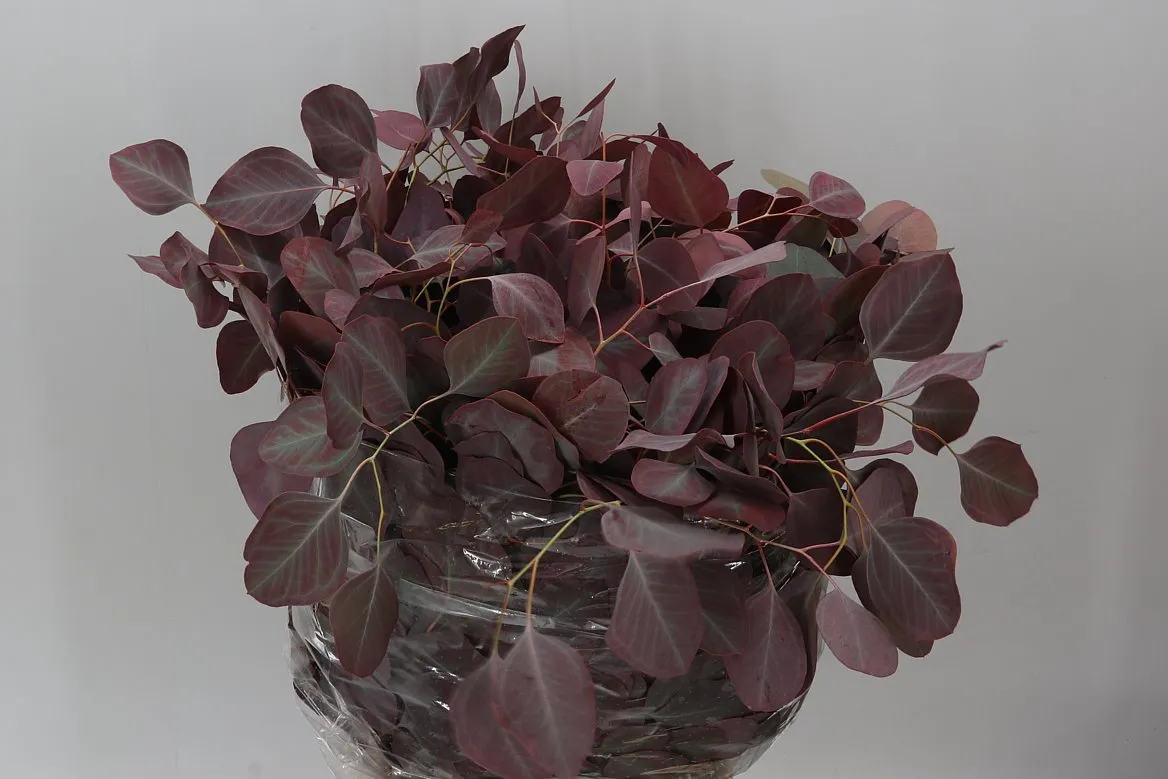 Populus Leaf Red Abs • 75 cm