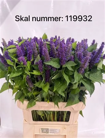 Agastache Blue • 85 cm