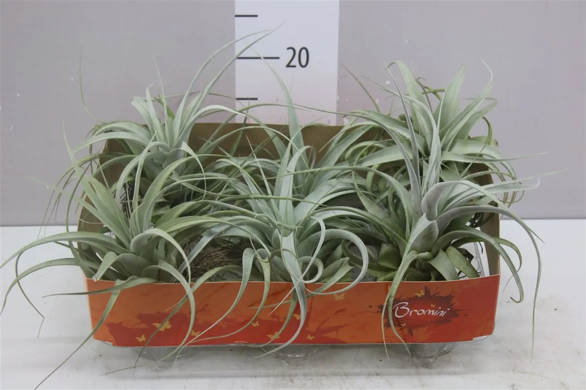 Tillandsia Xerografica
