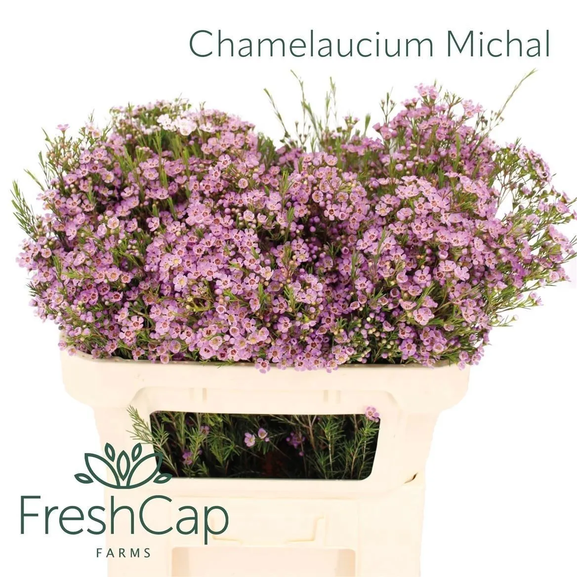 Chame Wax Michal • 60 cm