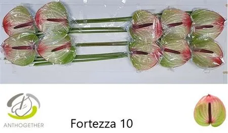 Anth Fortezza