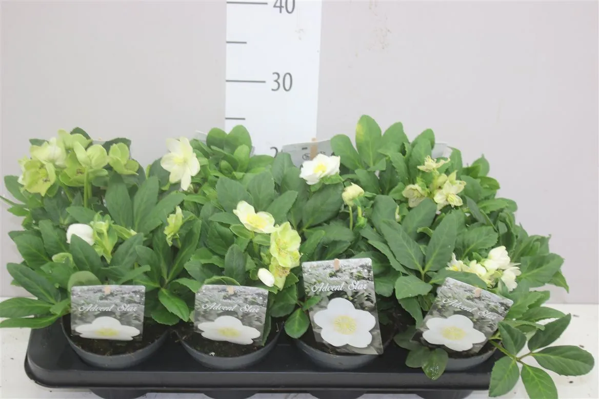 Helleborus Ni Advent Star 6+ • črepník 13 cm