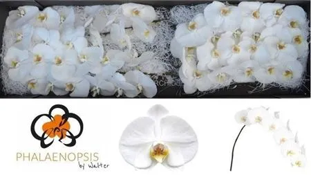Phal Sensation White • 80 cm