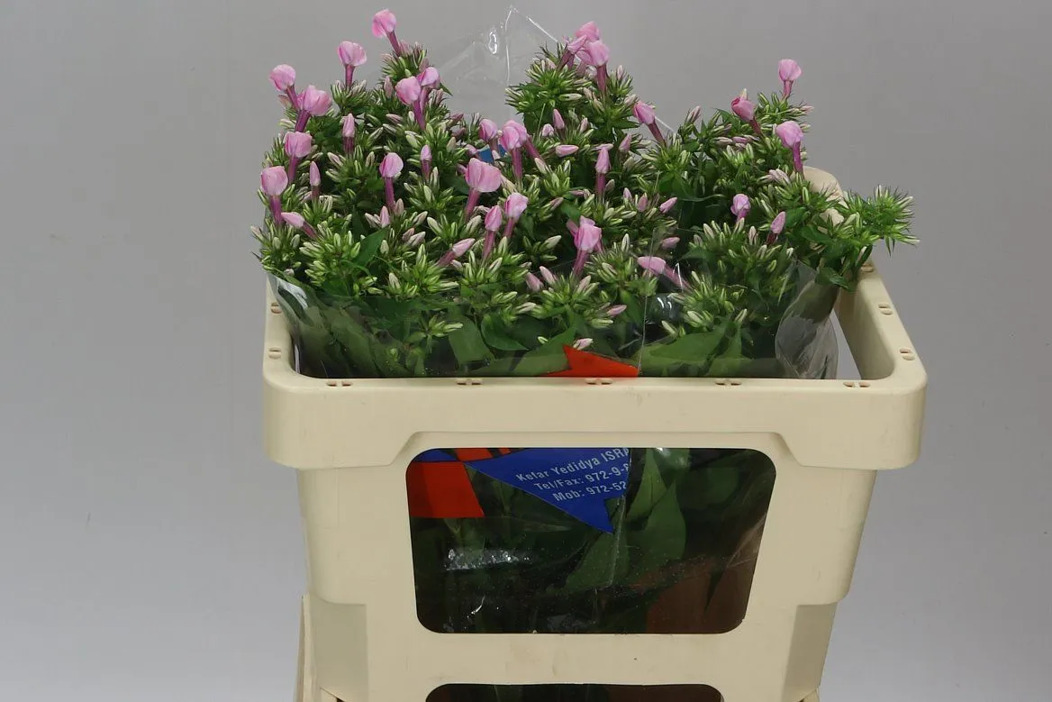 Phlox P Senora • 50 cm