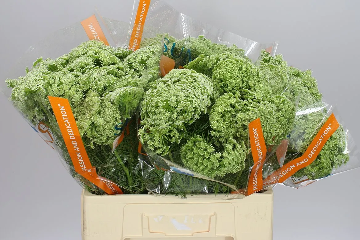 Ammi Visnaga • 60 cm