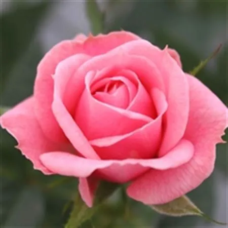 Rosa Jewel Pink • črepník 10 cm