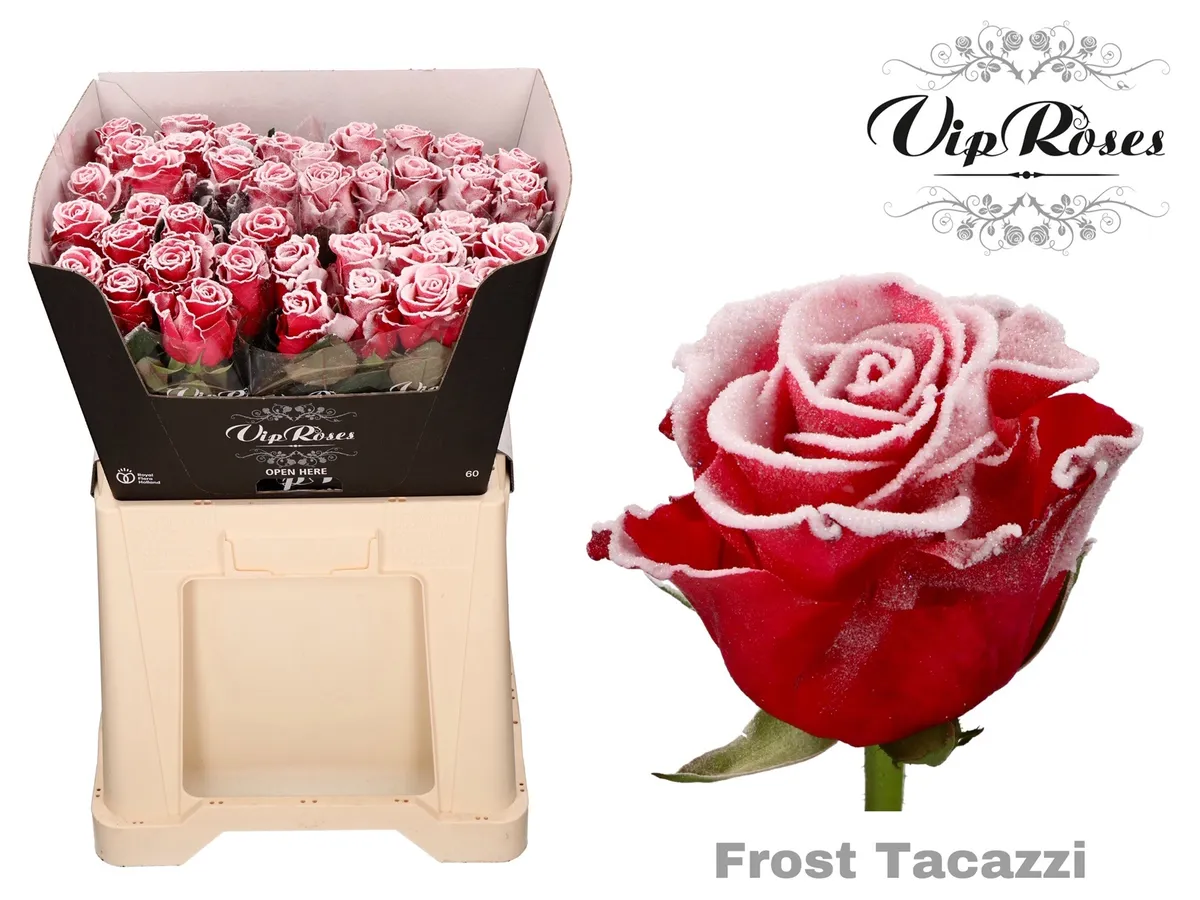 Ruža Frost Tacazzi • 60 cm