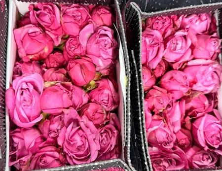 Rosa Tr Ec Julietta Cerise • 40 cm
