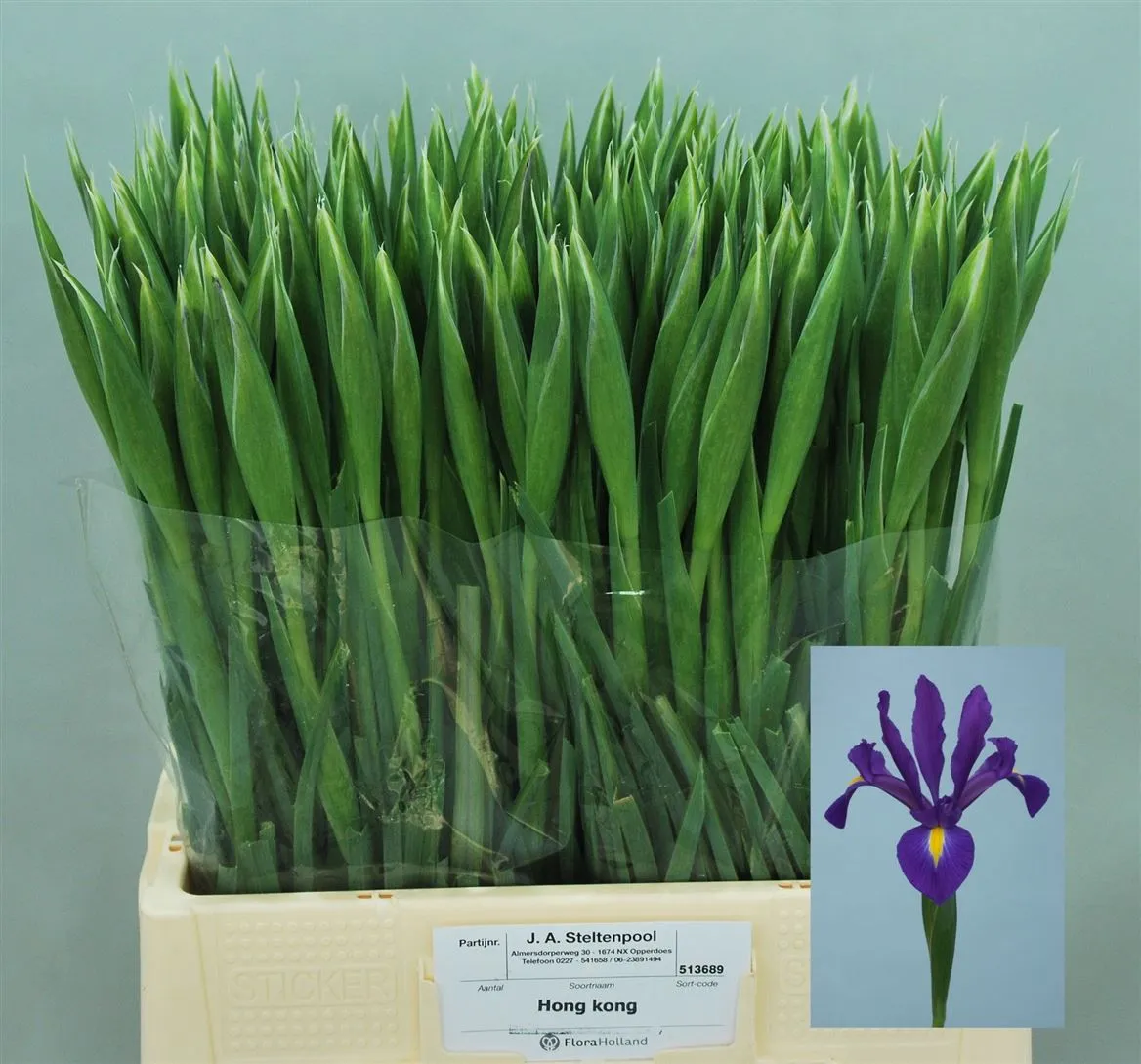 Iris Hongkong • 60 cm