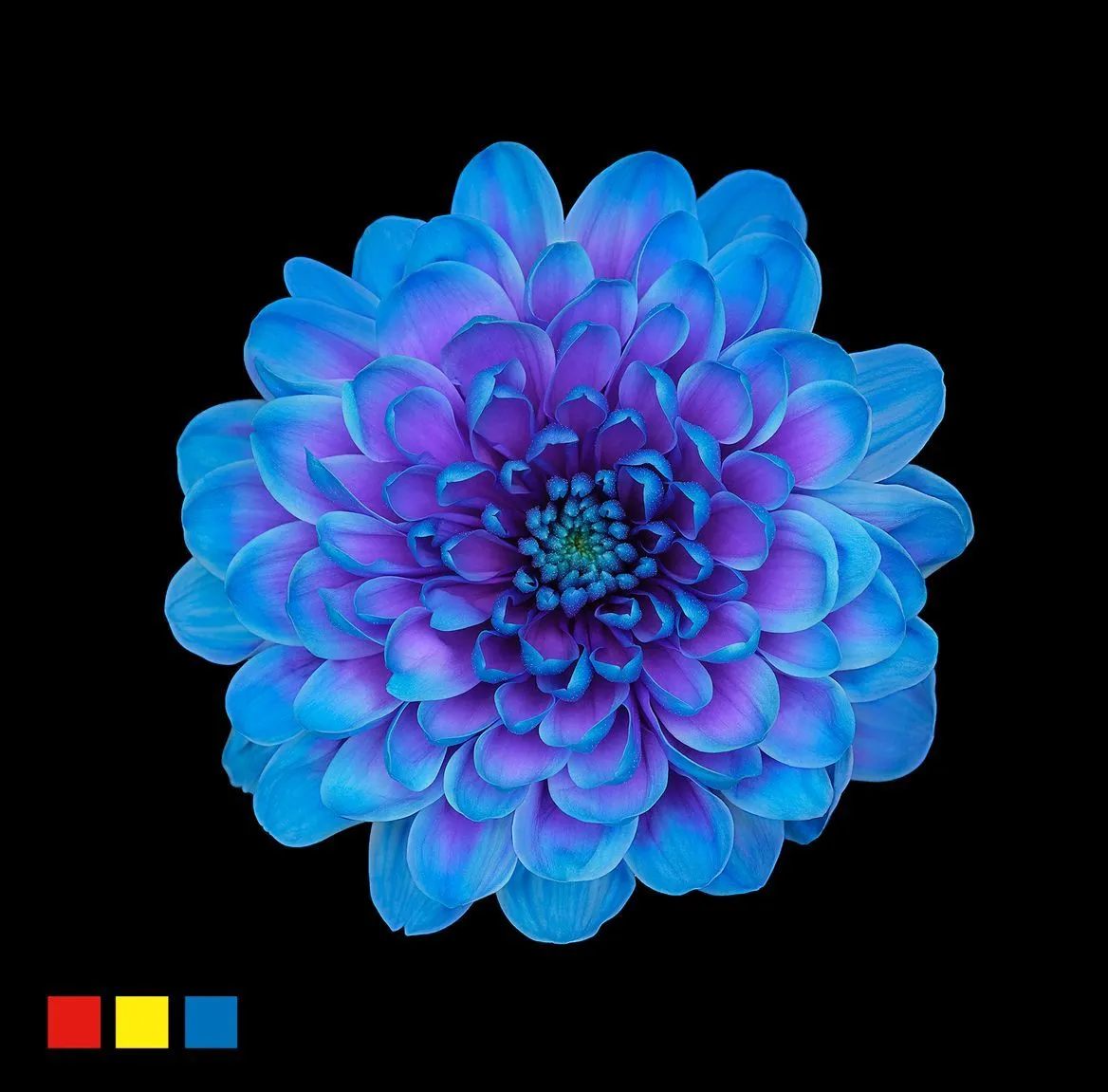 Chryzantéma trsová Altaj Blue Lagoon • 70 cm