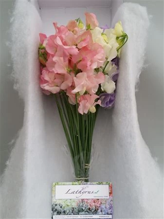 Hrachor mix Pastel Box • 35 cm