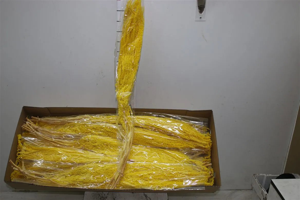 Dried Amaranthus Yellow • 90 cm