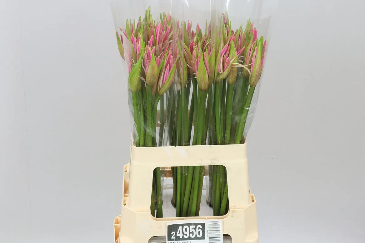 Amarine Smilla • 60 cm