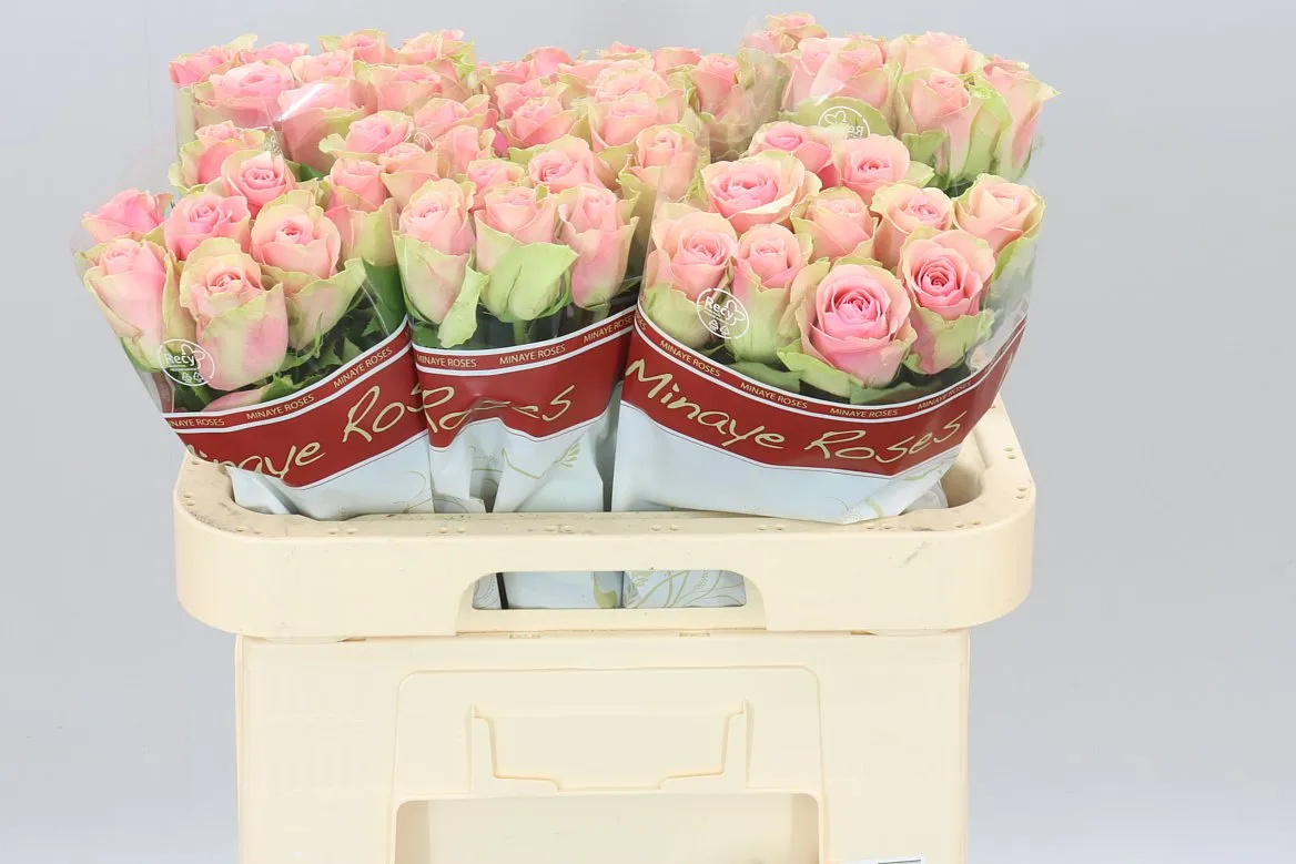 Rosa Gr Belle Rose Ex • 60 cm