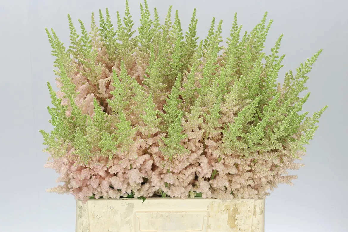 Astilbe Inferno • 65 cm