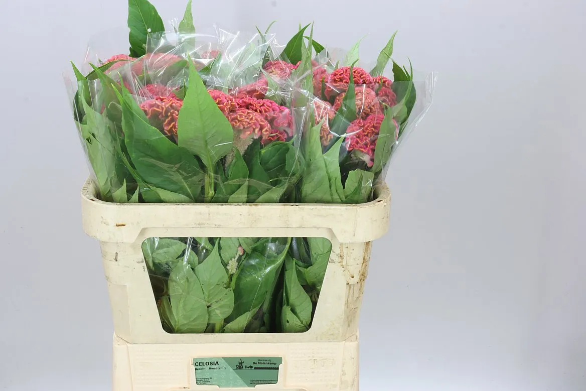 Celosia Act Ziva • 72 cm