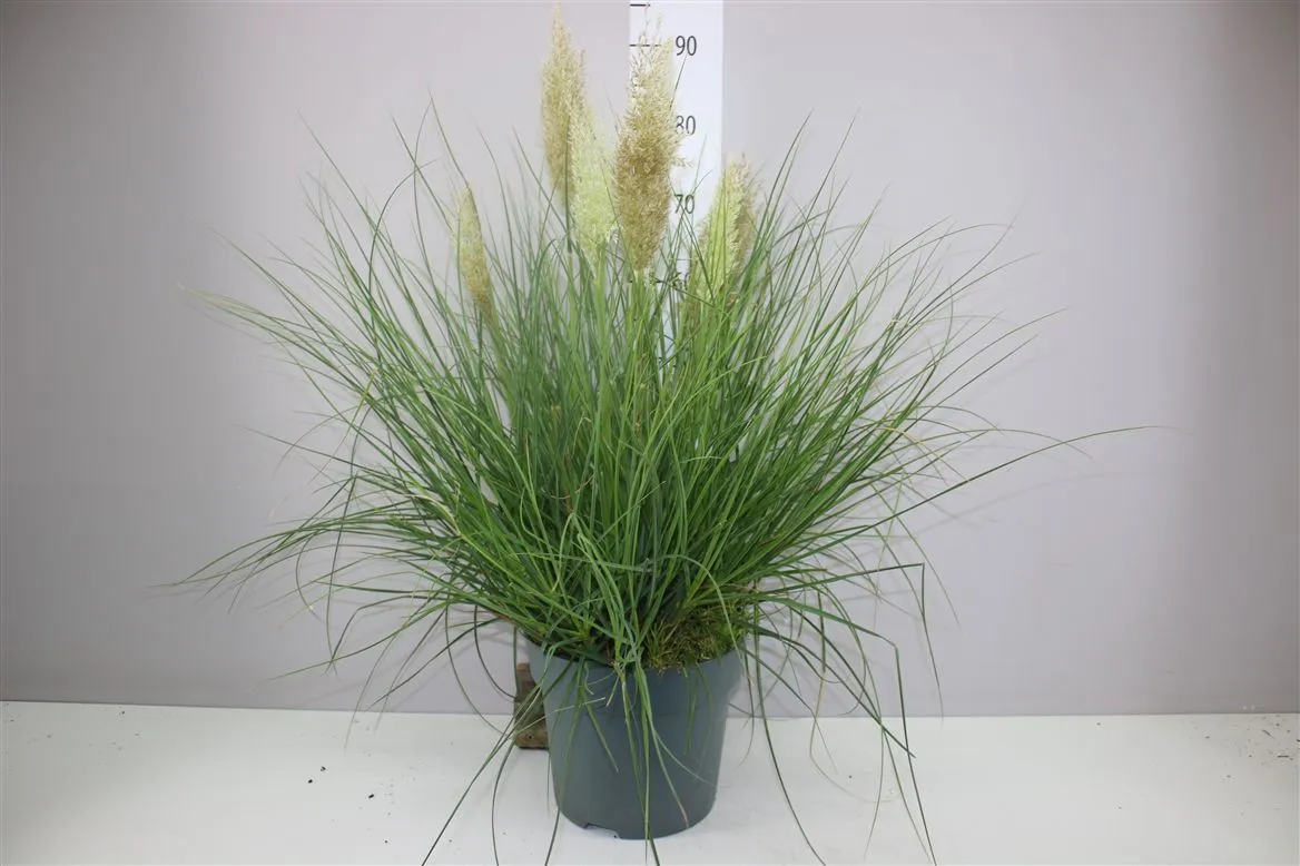 Cortaderia Selloana Tiny Pampa • črepník 27 cm