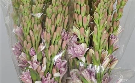Polianthus Pink Sapphir • 60 cm