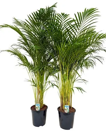 Chrysalidocarpus Areca • črepník 24 cm