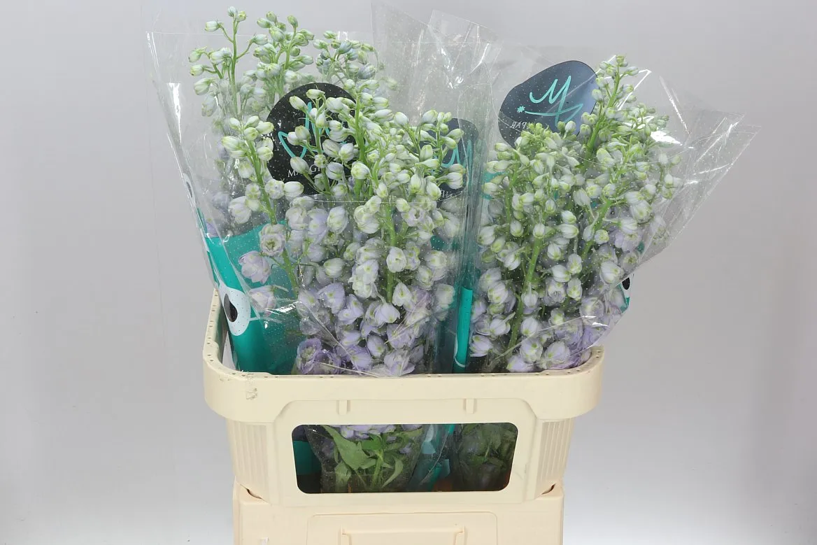 Delph El Triton Lavender • 80 cm