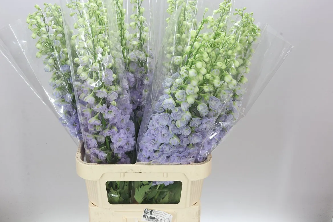 Stračonôžka Elatum Lavender Love • 100 cm