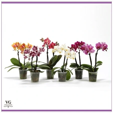 Orchidea Phalaenopsis Mini mix, 2 výhony • črepník 6 cm