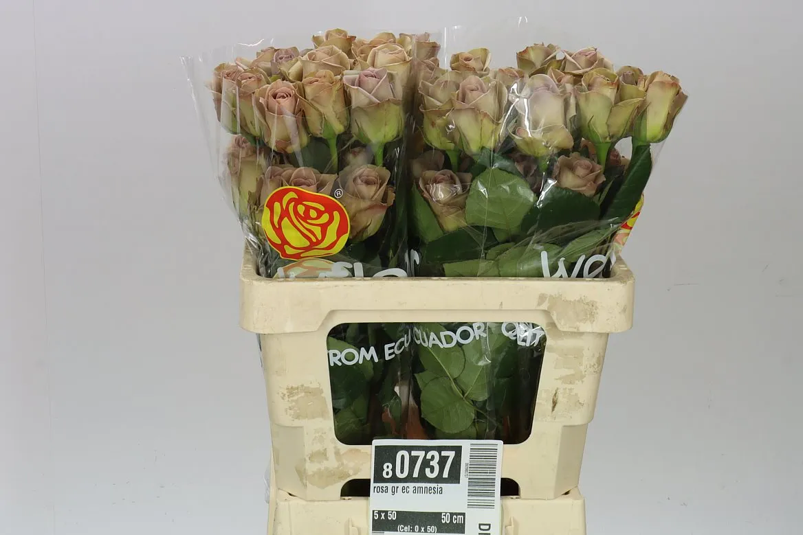 Rosa Gr Ec Amnesia • 50 cm