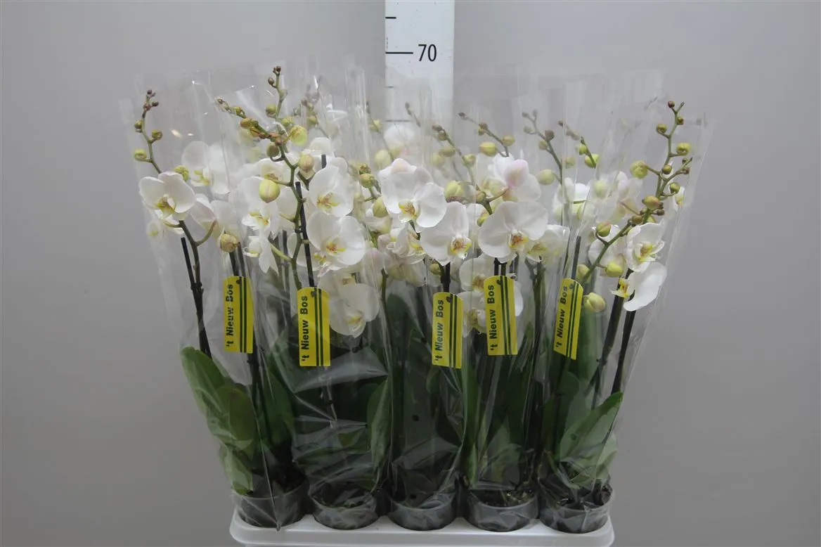 Orchidea Phalaenopsis biela, 3 výhony • črepník 12 cm