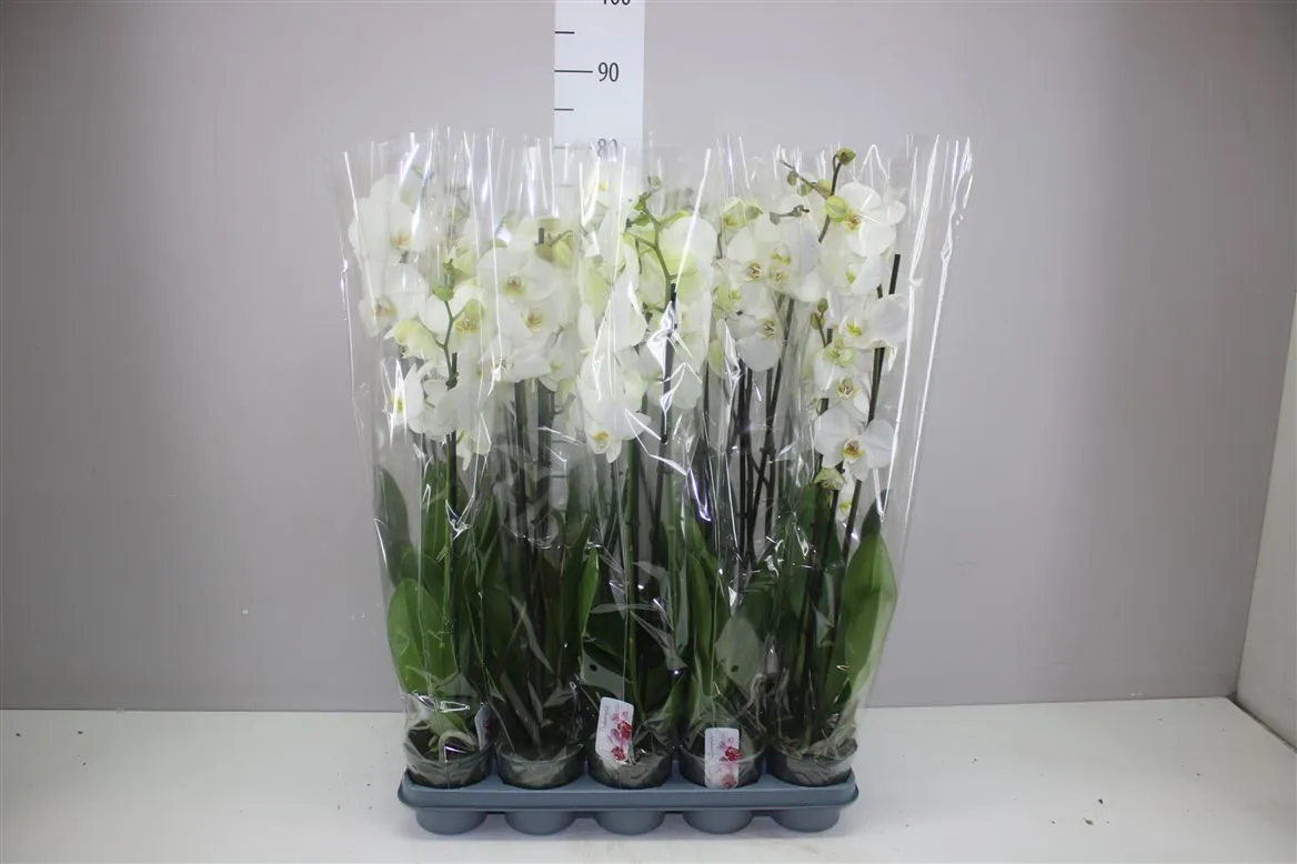 Orchidea Phalaenopsis biela Xl A2, 2 výhony • črepník 12 cm