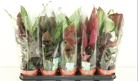 Calathea mix • črepník 12 cm