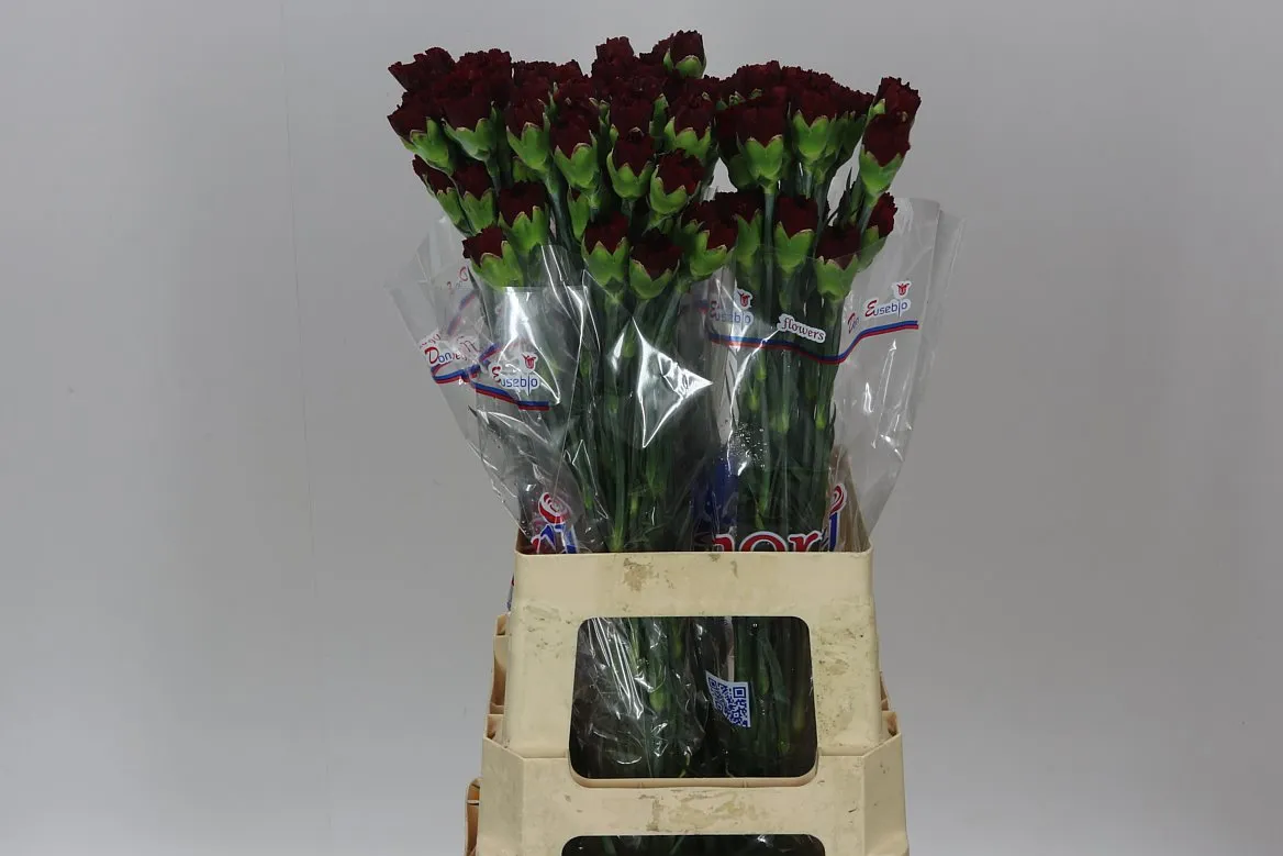 Karafiát Burgundy • 70 cm
