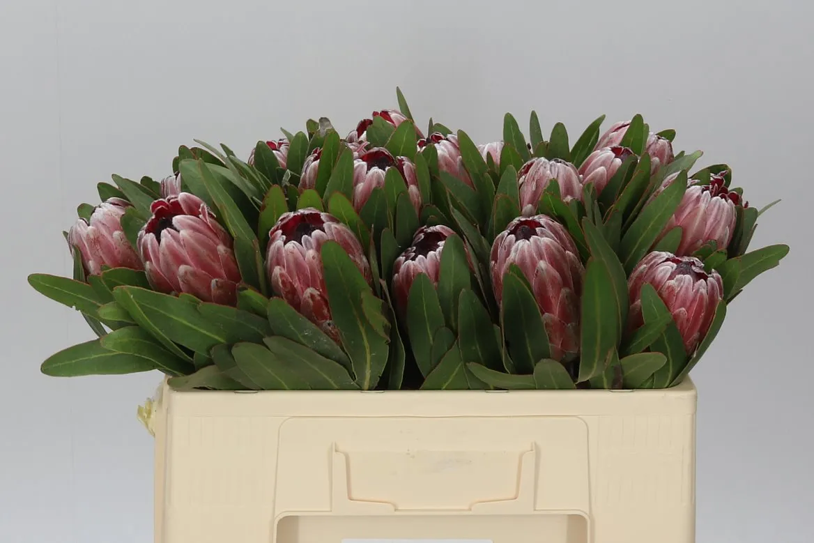 Protea Pink Ice • 50 cm